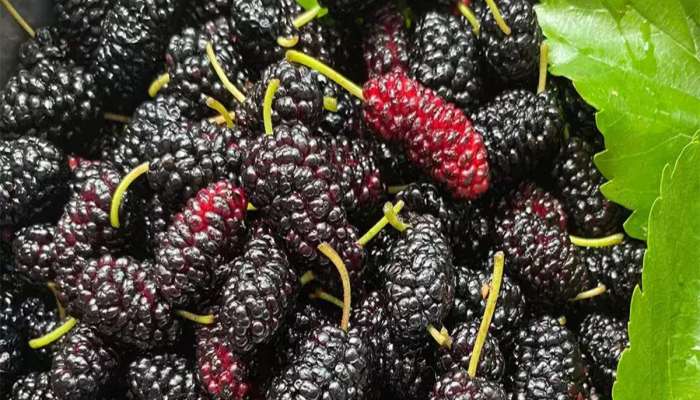 Mulberries: ઉનાળો કેરી-તરબૂચની જ નહીં શેતૂરની પણ સીઝન, ગરમીમાં આ ફળ ખાવાથી શરીરને થતા લાભ વિશે જાણો