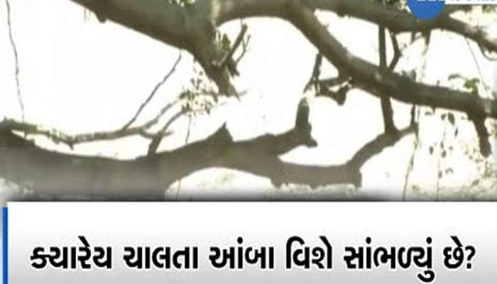 1300 વર્ષથી ચાલી રહ્યો છે ગુજરાતમાં આ આંબો! 20 ફૂટ સરક્યો, હેરિટેજ ટ્રી લિસ્ટમાં...