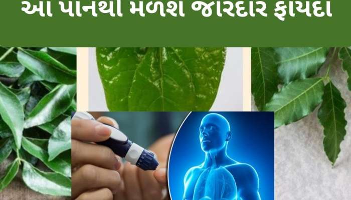 રોજ સવારે ખાલી પેટ આ પાન ચાવો, ડાયાબિટીસ અને કોલેસ્ટ્રોલ જેવી સમસ્યાઓથી મળશે તરત રાહત