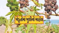 ગુજરાતના ખેડૂતોએ દેશમાં જ નહિ આખી દુનિયામાં ડંકો વગાડ્યો, બન્યું એરંડા ઉત્પાદન હબ