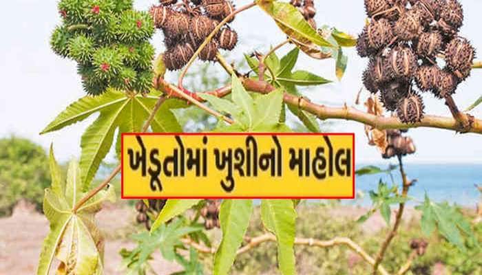 ગુજરાતના ખેડૂતોએ દેશમાં જ નહિ આખી દુનિયામાં ડંકો વગાડ્યો, બન્યું એરંડા ઉત્પાદન હબ