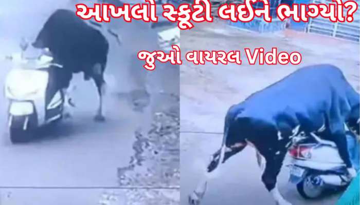 આખલો સ્કૂટી લઈને ભાગ્યો! વીડિયો જોઈ લોકો બોલ્યા- કોઈ જાનવર આવું કરી શકે?, જુઓ Viral Video