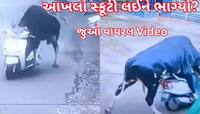 આખલો સ્કૂટી લઈને ભાગ્યો..વીડિયો જોઈ લોકો બોલ્યા- કોઈ જાનવર આવું કરી શકે?, જુઓ Video