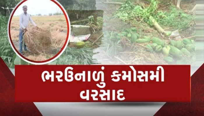 ખેડૂતના માથે માવઠાનો માર, બનાસકાંઠામાં ભારે પવન સાથે વરસાદે પાકનો કાઢ્યો કચ્ચરઘાણ