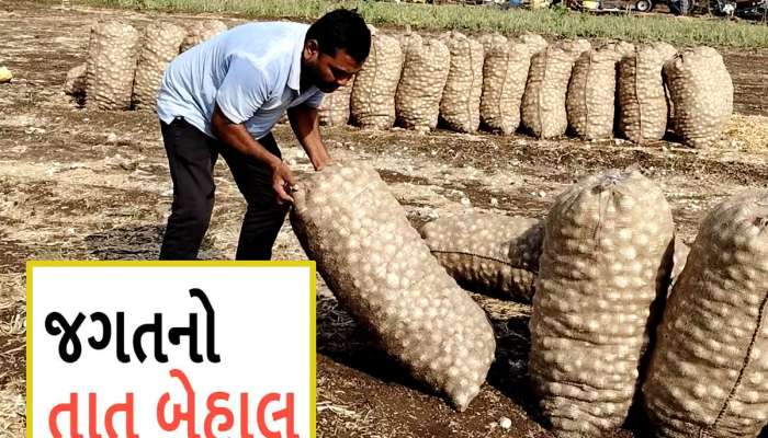અમરેલીના ખેડૂતોના મોઢા સુધી આવેલો કોળિયો છીનાવાયો, કમોસમી વરસાદે બધુ બરબાદ કર્યું
