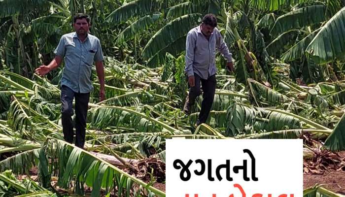 માવઠાનો માર પડતા ભાવનગરના ખેડૂતો પાયમાલ થયા! હવે રડવાનો વારો આવ્યો 