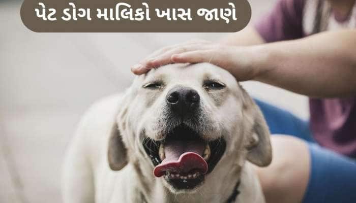 અમદાવાદમાં 31 મે સુધી પેટ ડોગની નોંધણી ફરજીયાત, બાકી નોટિસ ફટકારશે AMC, જાણો વિગત