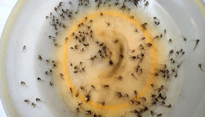 Mosquitoes: મચ્છર ઘરમાં આવશે અને ટપોટપ મરવા લાગશે, રાત્રે દેખાતા જંતુઓનો સફાયો કરવાનો સૌથી સરળ રસ્તો