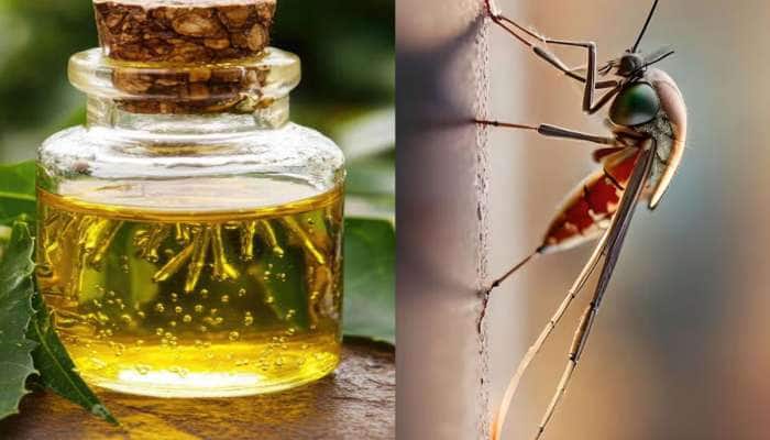 Mosquito: શરીર પર આ તેલ લગાડીને બહાર નીકળજો, ગાર્ડનમાં બેસશો તો પણ મચ્છર નહીં કરડે