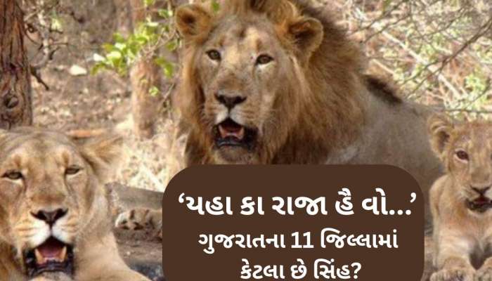 સરકારે જાહેર કર્યો સિંહની વસ્તી ગણતરીનો આંકડો, જાણો નર, માદા, પાઠડા, બચ્ચાની સંખ્યા