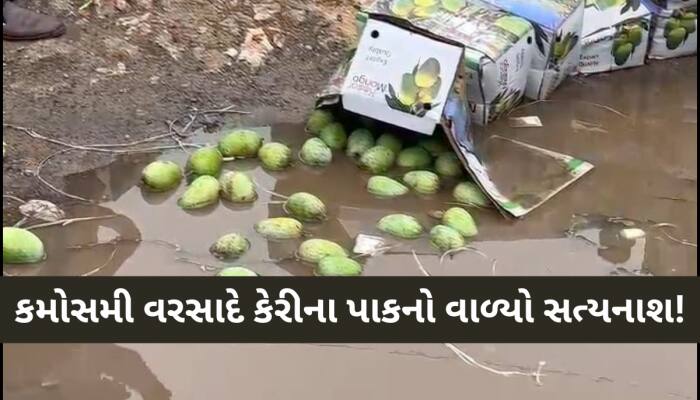 ગુજરાતમાં અણધાર્યા વરસાદે ખેડૂતો માટે નોતરી આફત, લૂંટ્યા લાખોના કેરીના બોક્સ