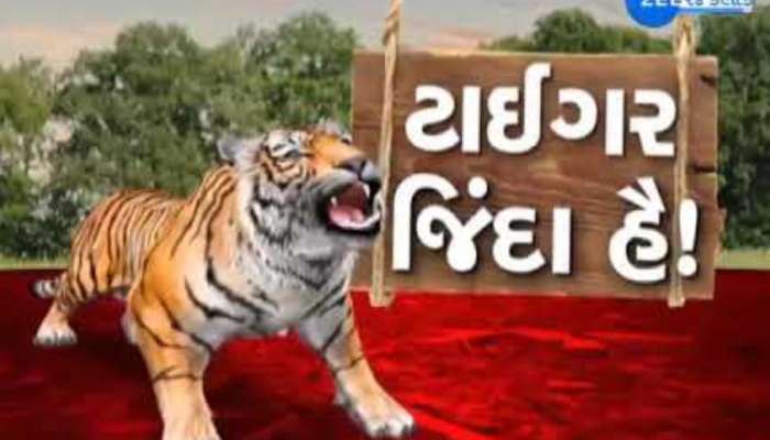 વાઘા આવ્યો વાઘ! ગુજરાતમાં ફરી 5 વર્ષ બાદ વાઘની એન્ટ્રી; છેલ્લા 4 મહિનાથી આ જંગલમાં રહે છે, વનવિભાગ સતર્ક