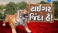 વાઘા આવ્યો વાઘ! ગુજરાતમાં ફરી 5 વર્ષ બાદ વાઘની એન્ટ્રી; છેલ્લા 4 મહિનાથી આ જંગલમાં..