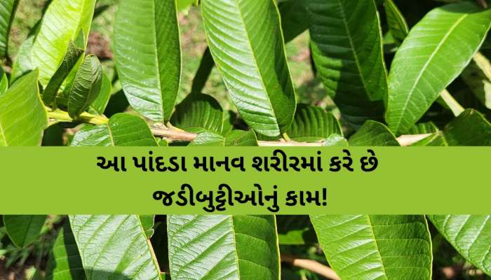 બ્રશ કરતા પહેલા ચાવી જાવ આ પાંદડા, દાંતોથી લઈને પેટ સુધી મળશે ફાયદો જ ફાયદો