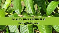 બ્રશ કરતા પહેલા ચાવી જાવ આ પાંદડા, દાંતોથી લઈને પેટ સુધી મળશે ફાયદો જ ફાયદો