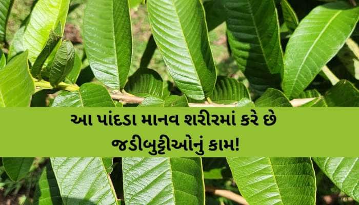 બ્રશ કરતા પહેલા ચાવી જાવ આ પાંદડા, દાંતોથી લઈને પેટ સુધી મળશે ફાયદો જ ફાયદો