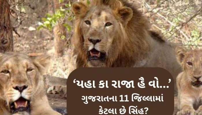 ગુજરાતના આ જિલ્લામાં સિંહની વસ્તીમાં તોતિંગ વધારો, 5 વર્ષમાં 58% વધ્યા સિંહ, બની ગયુ