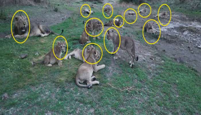 કોણ કહે છે સિંહના ટોળા ન હોય, સિંહ પણ હવે ટોળામાં રહેવા લાગ્યો, 19 સિંહોની આ તસવીરો 