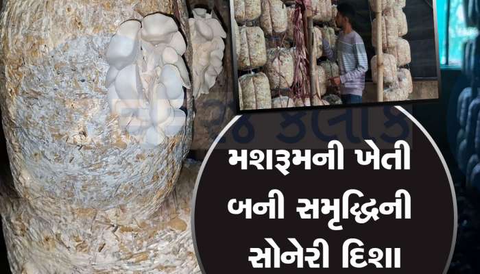 કોર્પોરેટ નોકરી છોડીને ખેતી કરનાર વંથલીનો યુવક વર્ષે મેળવે છે 10 લાખનો ચોખ્ખો નફો