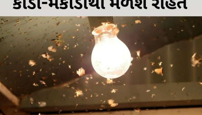 વરસાદની સિઝનમાં ઘરમાં નહીં ફરકે કીડી-મકોડા, બસ અપનાવી લો આ 5 ઉપાય