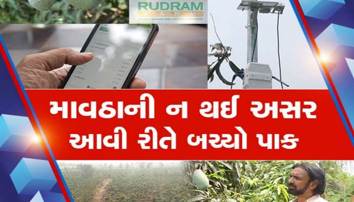   ખેડૂતે કર્યો કમાલ, ખેતીમાં ઉપયોગ કરી AI ટેક્નોલોજી, કમોસમી વરસાદ અને હવામાનના મારથી બચી ગયો પાક