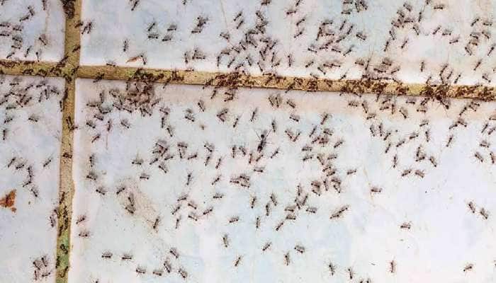 Lifehacks: રસોડાની દીવાલો પર છાંટી દો આ પાણી, ઘરમાં નહીં દેખાય એક પણ કીડી