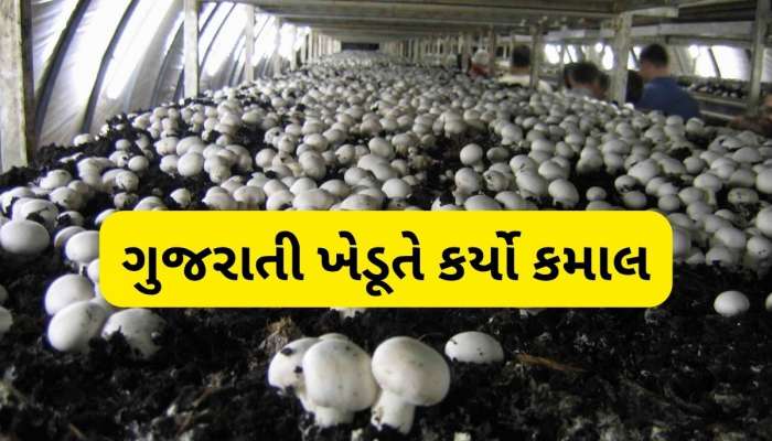  મોટા પગારની નોકરી છોડી ખેતી અપનાવી, હવે મશરૂમની ખેતી કરી લાખોની કમાણી કરે છે આ ખેડૂત