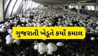 મોટા પગારની નોકરી છોડી ખેતી અપનાવી, હવે મશરૂમની ખેતી કરી લાખોની કમાણી કરે છે આ ખેડૂત