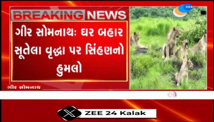 ગીર સોમનાથમાં ઘર બહાર સૂતેલા વૃદ્ધા પર સિંહણનો હુમલો, બહાદુર પુત્રીએ પોતાની માતાને સિંહણના સકંજામાંથી છોડાવી.