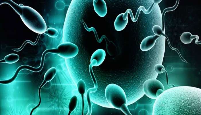 Sperm Count: આ એક વસ્તુ ખાવાથી પુરૂષોમાં વધી શકે છે શુક્રાણુની સંખ્યા, તત્કાલ જોવા મળશે અસર
