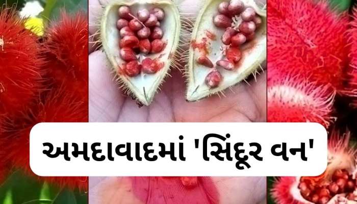   Opration Sindoor ની યાદમાં AMC અમદાવાદમાં બનાવશે સિંદૂર વન, 551 છોડ રોપવામાં આવશે