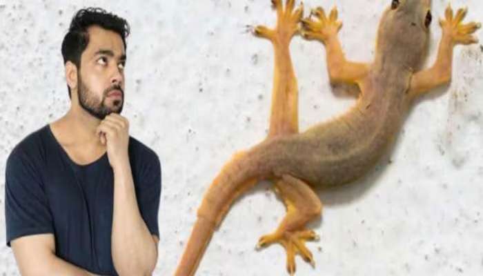 ઘરમાં ગરોળીનું દેખાવવું એ છે મોટો સંકેત, કરોડપતિ બનશો કે કંગાળ?