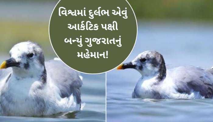 ગુજરાતના નળ સરોવરનું ખાસ મહેમાન બન્યું વિશ્વનું સૌથી દુર્લભ પક્ષી ‘સબાઇનનો ગુલ’, પક્ષીપ્રેમીઓ રાજીનો રેડ