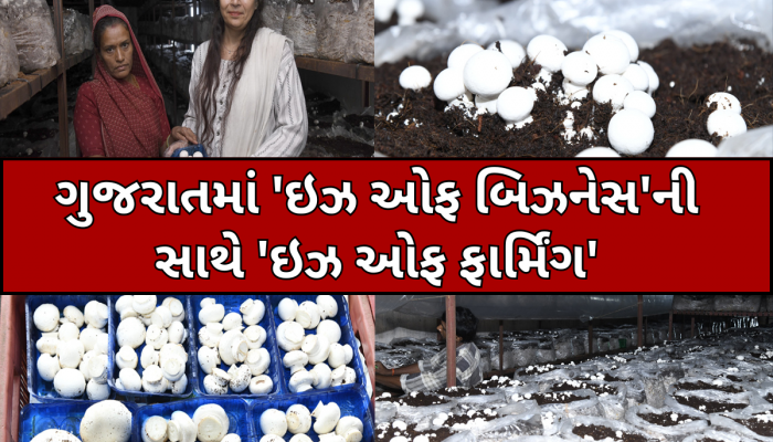 બેન્કરમાંથી બન્યાં ફાર્મર, આધુનિક ખેતી થકી મશરૂમની ખેતી કરીને આ મહિલા આજે કમાઈ છે કરોડો
