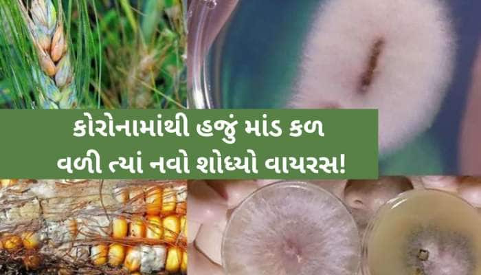 ચીને કોરોના બાદ તૈયાર કર્યો નવો વાયરસ, ખેતીના પાકથી મનુષ્યમાં ફેલાશે! અમેરિકાએ ખોલ્ય
