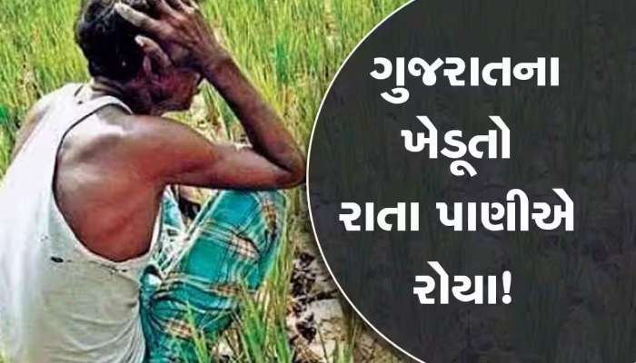 કુદરતે દક્ષિણ ગુજરાતના ખેડૂતોનો ખેલ કરી નાંખ્યો, ડાંગરના ખેડૂતો પર આવી મોટી મુસીબત
