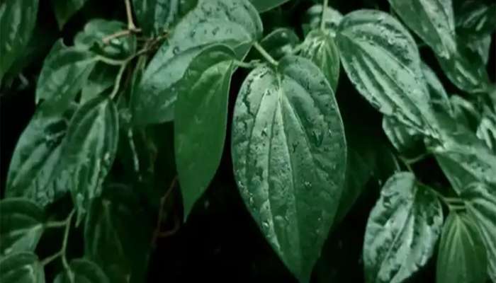 Betel Leaf: 5 રુપિયાનું આ પાન શરદી-ઉધરસ, માથાનો દુખાવો જેવી તકલીફોને કરી દેશે છૂમંતર