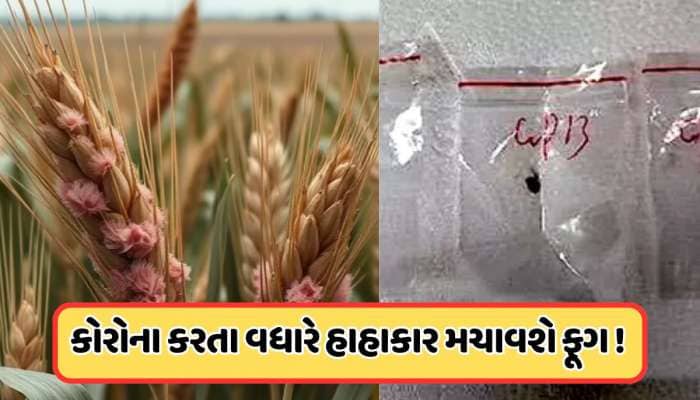કોરોના કરતાં વધુ વિનાશ કરશે ચીની ફૂગ, નિષ્ણાતે આપી ચેતવણી, જાણો શું કહ્યું ?