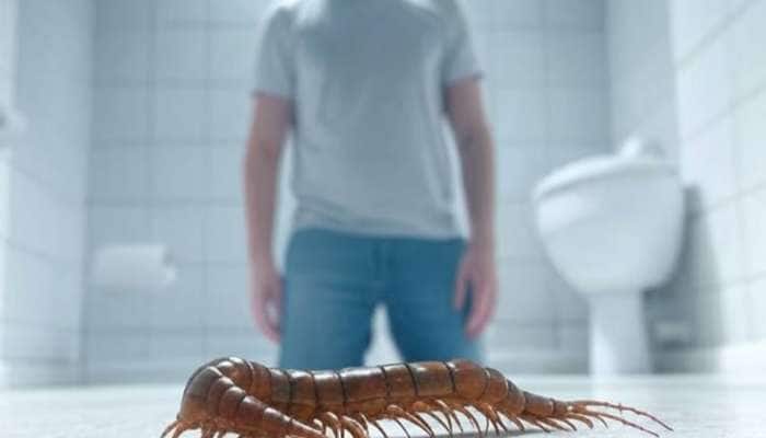 વારંવાર બાથરુમમાં નીકળે છે કાનખજૂરો ? આ 4 ટ્રિક અપનાવી કાનખજૂરાથી કાયમી મુક્તિ મેળવો