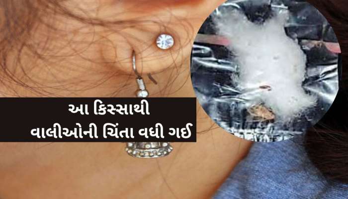 ભાવનગરનો વિચિત્ર કિસ્સો; પાંચ વર્ષની બાળકીના કાનમાંથી વંદાના 15 બચ્ચા નીકળ્યા, ડોક્ટર આશ્ચર્યમાં!