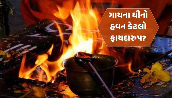 ગાયના ઘીથી હવન કરવાથી શું રોગ મટી શકે, જુઓ આ દાવાની શું છે હકીકત