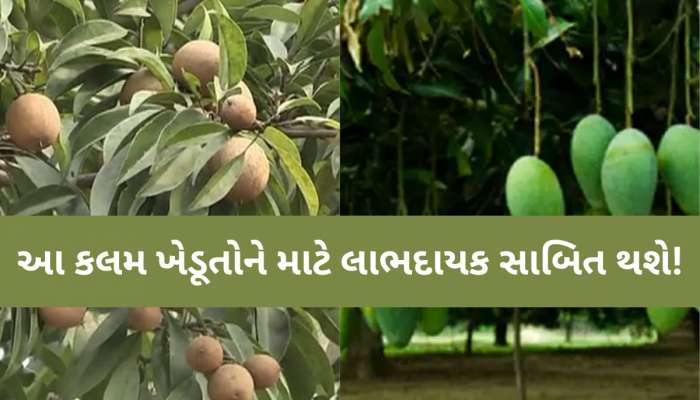 કેરી અને ચીકુ પકવતા ગુજરાતના ખેડૂતોમાં જાગી નવી આશા! નવી 'શેડલ એપ્રોચ ગ્રાફી' કલમ વિકસાવાઈ