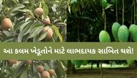 કેરી અને ચીકુ પકવતા ગુજરાતના ખેડૂતોમાં જાગી નવી આશા! નવી 'શેડલ એપ્રોચ ગ્રાફી' કલમ...