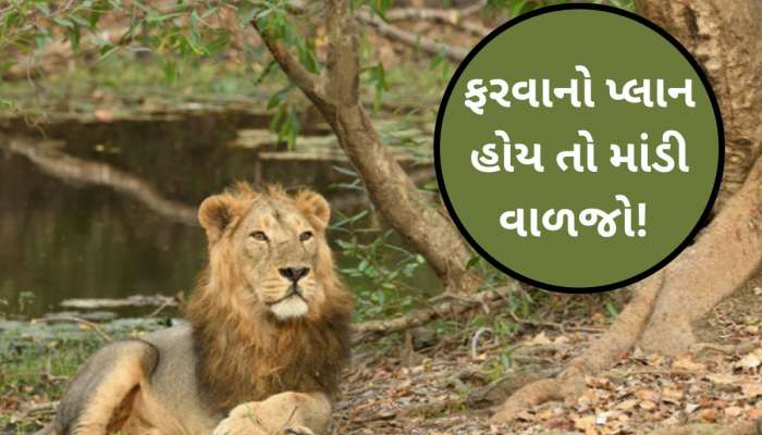 ગુજરાતના તમામ અભયારણ્યો-રાષ્ટ્રીય ઉદ્યાનો આ તારીખથી પ્રવાસીઓ માટે બંધ, આ કારણે લેવાયો નિર્ણય
