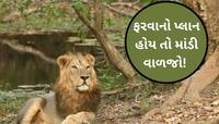 ગુજરાતના તમામ અભયારણ્યો-રાષ્ટ્રીય ઉદ્યાનો આ તારીખથી પ્રવાસીઓ માટે બંધ,આ કારણે નિર્ણય