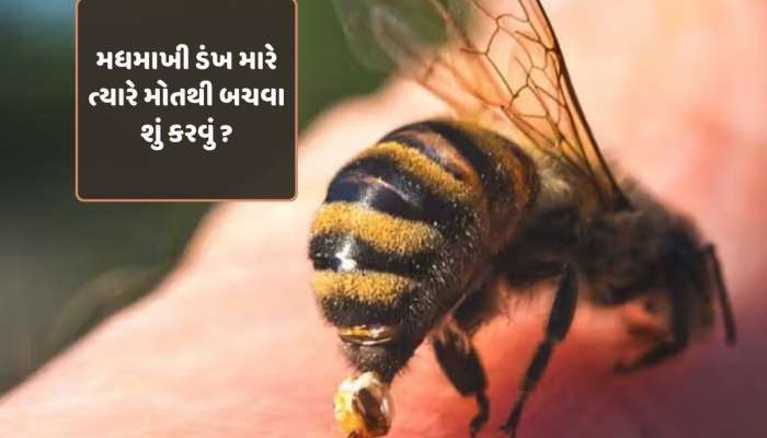 મધમાખીનો ડંખ માણસને મોતના મોંમાં ધકેલી શકે છે; જાણો આવી પરિસ્થિતિમાં બચવા શું કરવું...
