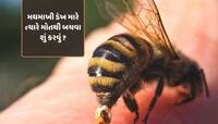 મધમાખીનો ડંખ માણસને મોતના મોંમાં ધકેલી શકે છે; જાણો આવી પરિસ્થિતિમાં બચવા શું કરવું.