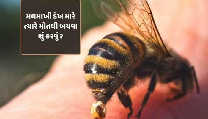 મધમાખીનો ડંખ માણસને મોતના મોંમાં ધકેલી શકે છે; જાણો આવી પરિસ્થિતિમાં બચવા શું કરવું.
