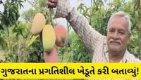 ગુજરાતના ક્રાંતિકારી પાટીદાર ખેડૂત : આંબાવાડીમાં એકસાથે 32 જાતની કેરી ઉગાડી