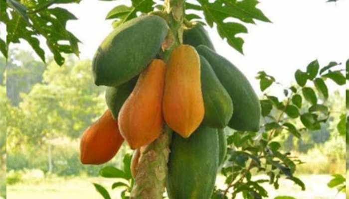 Gardening Tips: પપૈયાના ઝાડમાં આ 3 દેશી વસ્તુ ખાતર તરીકે નાખો, ઢગલાના મોઢે ઉતરશે પપૈયાનું ફળ